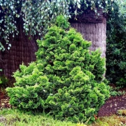 Dwergcypres (Chamaecyparis Obtusa 'Nana Gracilis') -Goedkope DirectPlant winkel chamaecyparis obtusa nana gracilis 1