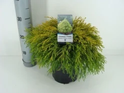 Cypres (Chamaecyparis Pisifera 'Filifera Aurea') -Goedkope DirectPlant winkel chamaecyparis pis. filifera aurea c3 m