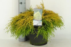 Cypres (Chamaecyparis Pisifera 'Filifera Aurea') -Goedkope DirectPlant winkel chamaecyparis pis. filifera aurea c5 m