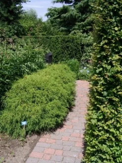 Cypres (Chamaecyparis Pisifera 'Filifera Nana') -Goedkope DirectPlant winkel chamaecyparis pis. filifera nana