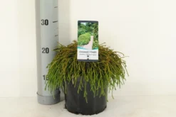 Cypres (Chamaecyparis Pisifera 'Filifera Nana') -Goedkope DirectPlant winkel chamaecyparis pis. filifera nana c3 m 1
