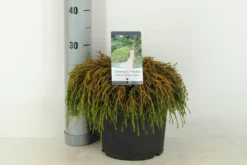 Cypres (Chamaecyparis Pisifera 'Filifera Nana') -Goedkope DirectPlant winkel chamaecyparis pis. filifera nana c5 m 1