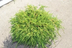 Cypres (Chamaecyparis Pisifera 'Filifera Nana') -Goedkope DirectPlant winkel chamaecyparis pisifera filifera nana