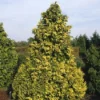 Cypres (Chamaecyparis Lawsoniana 'Golden Wonder')