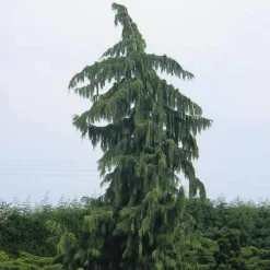 Cypres (Chamaecyparis Nootkatensis 'Pendula') -Goedkope DirectPlant winkel chnpendu 4
