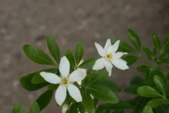 Choisya (Choisya Ternata) -Goedkope DirectPlant winkel choisya ternata