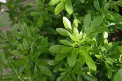 Choisya (Choisya Ternata) -Goedkope DirectPlant winkel choisya ternata 2