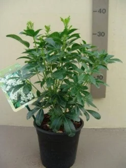 Choisya (Choisya Ternata) -Goedkope DirectPlant winkel choisya ternata c2.5