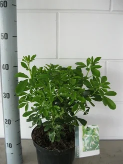 Choisya (Choisya Ternata) -Goedkope DirectPlant winkel choisya ternata c3 september