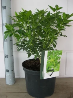 Choisya (Choisya Ternata) -Goedkope DirectPlant winkel choisya ternata c5 10 8 2018