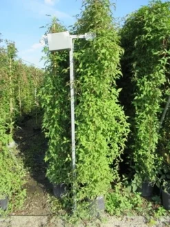 Italiaanse Cypres (Cupressus Sempervirens 'Stricta') -Goedkope DirectPlant winkel clematis