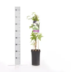 Bosrank (Clematis Alpina 'Albina Plena') 3 Bosrank (Clematis Alpina 'Albina Plena') -Goedkope DirectPlant winkel clematis alp. albina plena
