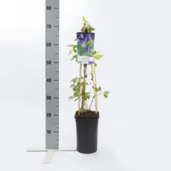 Bosrank (Clematis Alpina 'Helsingborg') -Goedkope DirectPlant winkel clematis alp. helsingborg