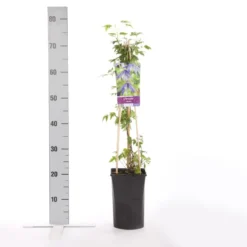 Bosrank (Clematis Alpina) 5 Bosrank (Clematis Alpina) -Goedkope DirectPlant winkel clematis alpina