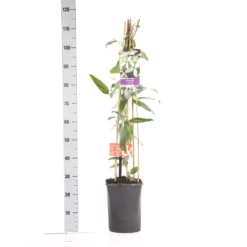 Bosrank, Groenblijvend (Clematis Armandii 'Apple Blossom') -Goedkope DirectPlant winkel clematis apelblossom 1.00 1.25