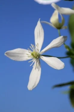 Bosrank, Groenblijvend (Clematis Armandii) -Goedkope DirectPlant winkel clematis armandii 3