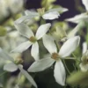 Bosrank, Groenblijvend (Clematis Armandii)