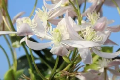 Bosrank, Groenblijvend (Clematis Armandii 'Apple Blossom') -Goedkope DirectPlant winkel clematis armandii apple blossom 1