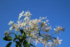 Bosrank, Groenblijvend (Clematis Armandii 'Apple Blossom') -Goedkope DirectPlant winkel clematis armandii apple blossom 4