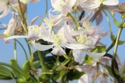 Bosrank, Groenblijvend (Clematis Armandii 'Apple Blossom') -Goedkope DirectPlant winkel clematis armandii apple blossom 5