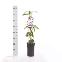 Bosrank, Groenblijvend (Clematis Armandii 'Apple Blossom') -Goedkope DirectPlant winkel clematis armandii apple blossom