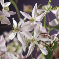 Bosrank, Groenblijvend (Clematis Armandii 'Apple Blossom') -Goedkope DirectPlant winkel clematis armandii apple blossom 2