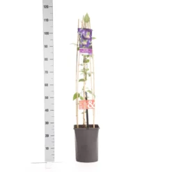 Bosrank (Clematis 'Blue Pirouette') -Goedkope DirectPlant winkel clematis blue pirouette pbr 1.00 1.25