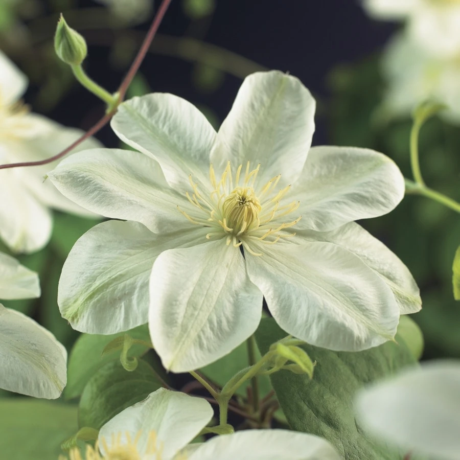 Bosrank (Clematis 'Guernsey Cream') 1 Bosrank (Clematis 'Guernsey Cream')