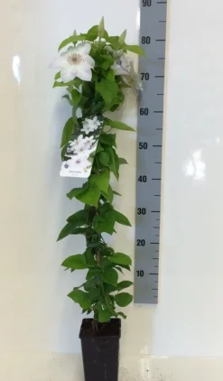 Bosrank (Clematis 'Henryi') -Goedkope DirectPlant winkel clematis henryi 80 100 c2