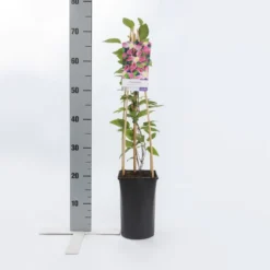 Bosrank (Clematis 'Inspiration') 3 Bosrank (Clematis 'Inspiration') -Goedkope DirectPlant winkel clematis inspiration pbr