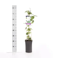 Bosrank (Clematis 'Madame Le Coultre') 9 Bosrank (Clematis 'Madame Le Coultre') -Goedkope DirectPlant winkel clematis madame le coultre