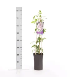 Bosrank (Clematis Montana 'Broughton Star') -Goedkope DirectPlant winkel clematis montana broughton s.