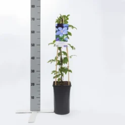 Bosrank (Clematis 'Mrs Cholmondeley') 10 Bosrank (Clematis 'Mrs Cholmondeley') -Goedkope DirectPlant winkel clematis mrs. cholmondeley