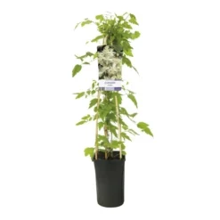 Bosrank (Clematis Vitalba) -Goedkope DirectPlant winkel clematis vitalba 944014 1