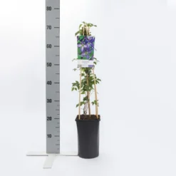 Bosrank (Clematis Viticella) -Goedkope DirectPlant winkel clematis viticella