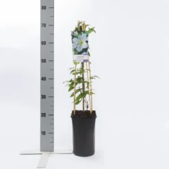 Bosrank (Clematis 'Yukikomachi') -Goedkope DirectPlant winkel clematis yukikomachi