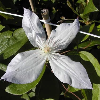 Bosrank (Clematis 'Jackmanii Alba') 2 Bosrank (Clematis 'Jackmanii Alba') - Afbeelding 2