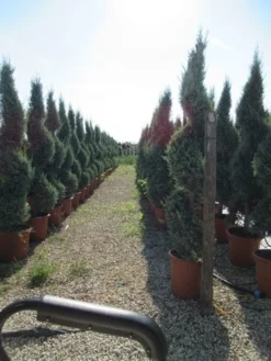 Conifeer Als Spiraal (Thuja Occidentalis 'Smaragd') -Goedkope DirectPlant winkel conifeer spiraal 1