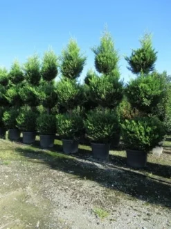 Cupressocyparis, Triobol (Cupressocyparis Leylandii 'Castlewellan Gold') -Goedkope DirectPlant winkel conifeer triobol