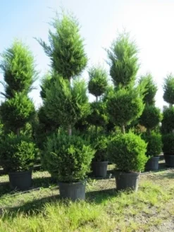 Cupressocyparis, Triobol (Cupressocyparis Leylandii 'Castlewellan Gold') -Goedkope DirectPlant winkel conifeer triobol 2