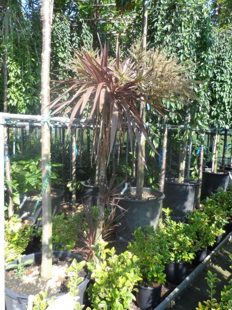 Cordyline (Cordyline Australis 'Atropurpurea') 3 Cordyline (Cordyline Australis 'Atropurpurea') - Afbeelding 3