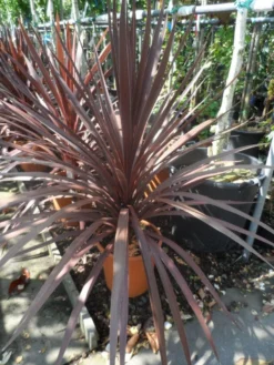 Cordyline (Cordyline Australis 'Atropurpurea') 7 Cordyline (Cordyline Australis 'Atropurpurea') -Goedkope DirectPlant winkel cordyline australis red star c10