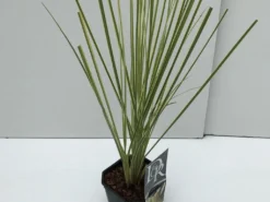 Dwerg Pampasgras (Cortaderia Selloana 'Mini Goldpampas') -Goedkope DirectPlant winkel cortaderia mini goldpampas v2