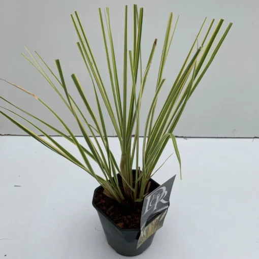 Dwerg Pampasgras (Cortaderia Selloana 'Mini Goldpampas') 8 Dwerg Pampasgras (Cortaderia Selloana 'Mini Goldpampas') -Goedkope DirectPlant winkel cortaderia mini goldpampas v211111