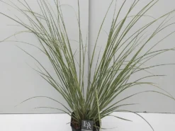 Dwerg Pampasgras (Cortaderia Selloana 'Mini Goldpampas') -Goedkope DirectPlant winkel cortaderia mini goldpampas v5