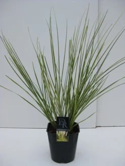 Dwerg Pampasgras (Cortaderia Selloana 'Mini Goldpampas') -Goedkope DirectPlant winkel cortaderia mini goldpampas v5