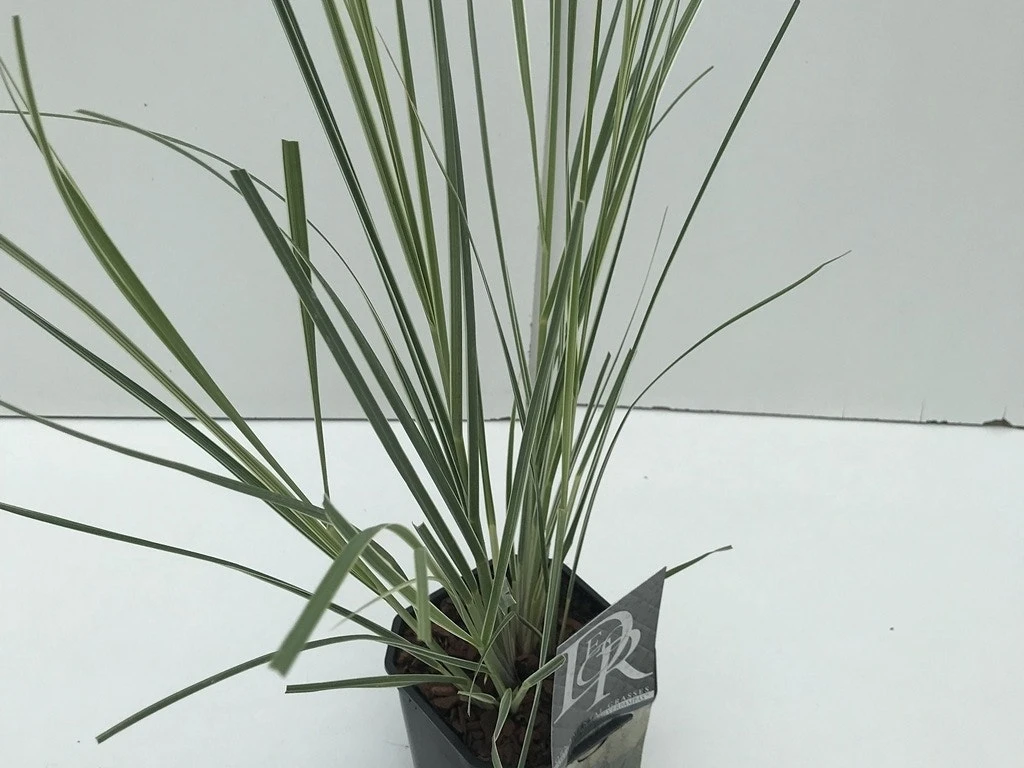 Dwergpampasgras (Cortaderia Selloana 'Mini Silverpampas') 3 Dwergpampasgras (Cortaderia Selloana 'Mini Silverpampas') - Afbeelding 3
