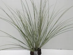Dwergpampasgras (Cortaderia Selloana 'Mini Silverpampas') 7 Dwergpampasgras (Cortaderia Selloana 'Mini Silverpampas') -Goedkope DirectPlant winkel cortaderia mini silverpampas v5