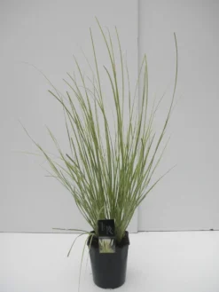 Dwerg Pampasgras (Cortaderia Selloana 'Mini Goldpampas') -Goedkope DirectPlant winkel cortaderia sell. mini goldpampas c5