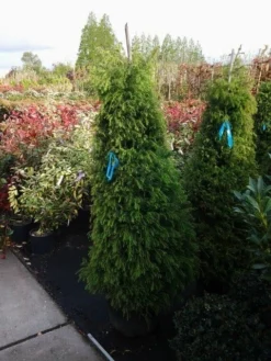 Sikkelden (Cryptomeria Japonica 'Elegans') -Goedkope DirectPlant winkel cryptomeria j. elegans